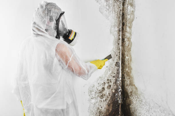 Attic Mold Removal in Allardt, TN