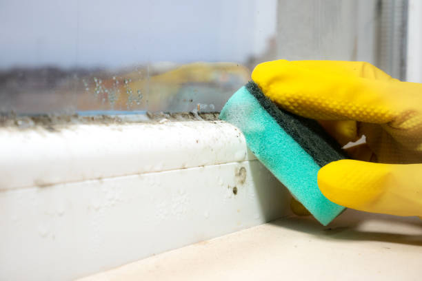 Best Crawl Space Mold Removal  in Allardt, TN