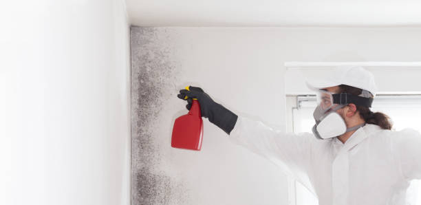 Best Attic Mold Removal  in Allardt, TN